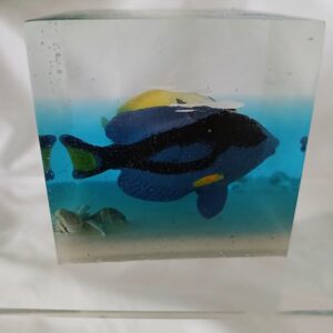 Tropical Fish Cube